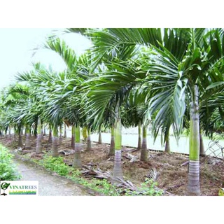 6 cây giống cau thái giống cao 60cm