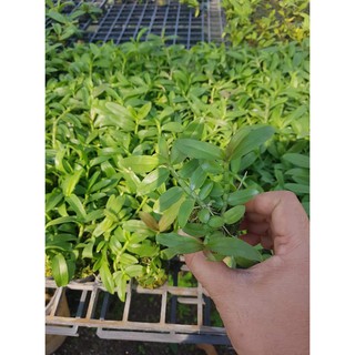 phi điệp(giả hạc) tím hàng gieo hạt