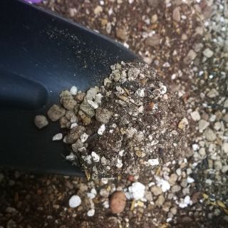 Đất gieo hạt & Đất trồng Lithops