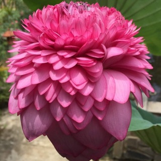 Sen siêu nghìn cánh (ultimate thousand petals)