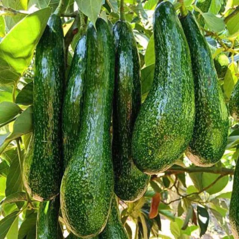 Cây giống bơ 034 quả dài cơm vàng hạt nhỏ