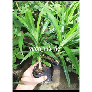 Cây lá dứa bầu đất đã ra rễ mạnh 1 bầu 2 cây