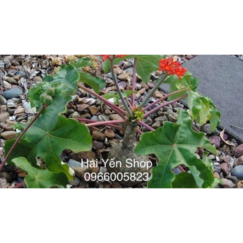 Cây Ngô Đồng Phong Thuỷ Tốt Lành