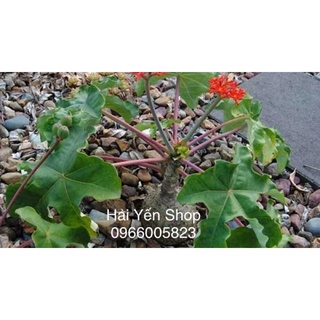 Cây Ngô Đồng Phong Thuỷ Tốt Lành