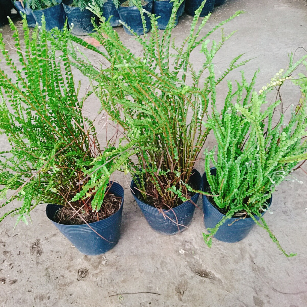 Cây Dương Xỉ Tóc Tiên - cây cảnh để bàn - caykiengsadec
