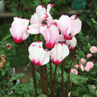 Hoa anh thảo