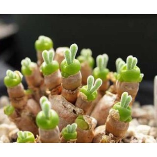 Hạt giống hoa Tai thỏ - Gói 3 hạt