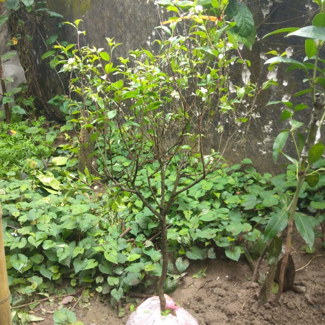 CÂY NHẤT CHỊ MAI LOẠI TO