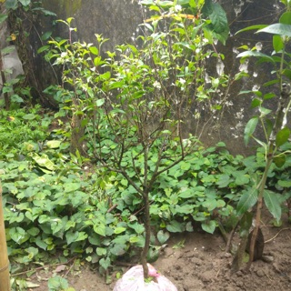 Cây nhất chị mai loại to