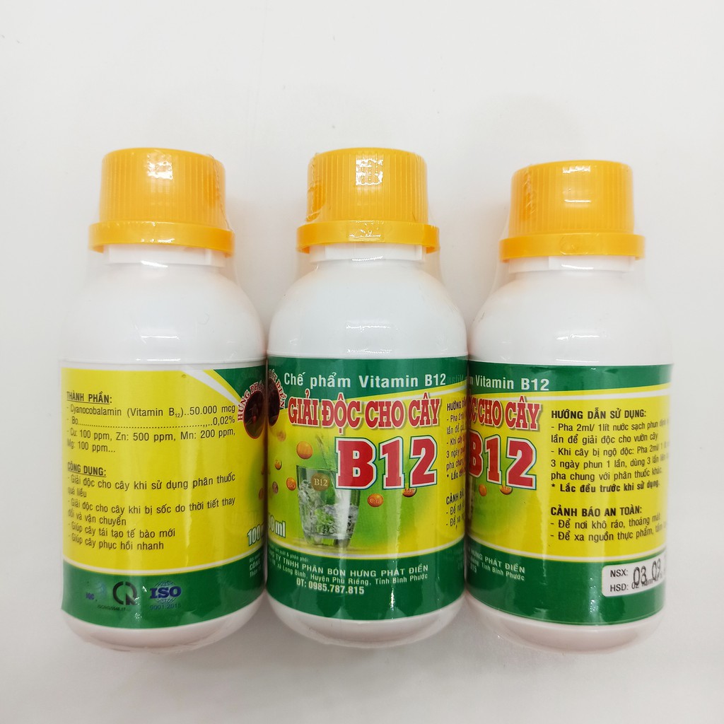 B12 Giả độc Lan, cây cảnh lọ 100ml