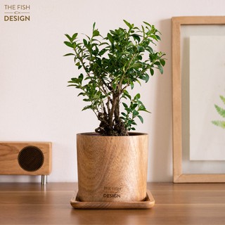 Chậu cây bạch tuyết mai | the fish size l