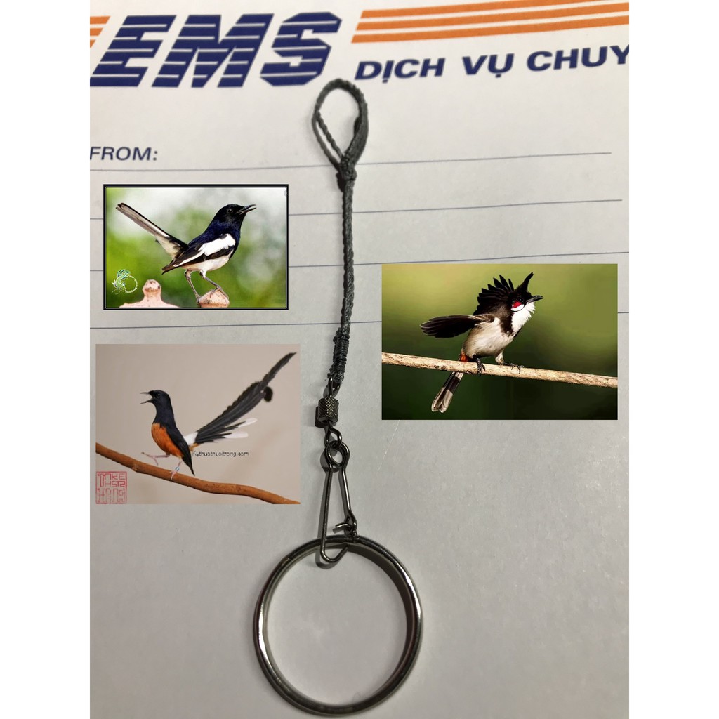 Dây xích chân chim Chích chòe Than, Lửa, Chào Mào (Xích 1 chân)