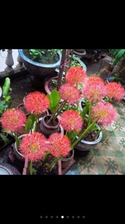 Củ Hoa Hồng Tú Cầu