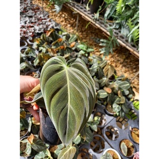 Chậu philodendron melano
