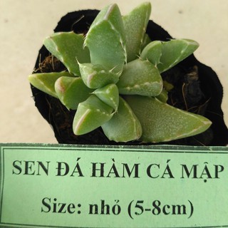 Sen đá hàm cá mập - size nhỏ (5-8cm)