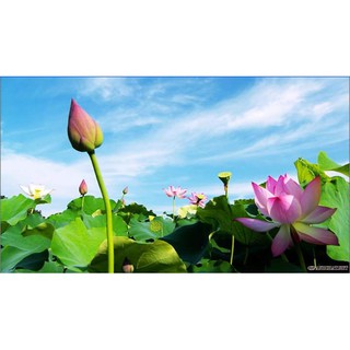 Tranh treo tường Hoa Sen