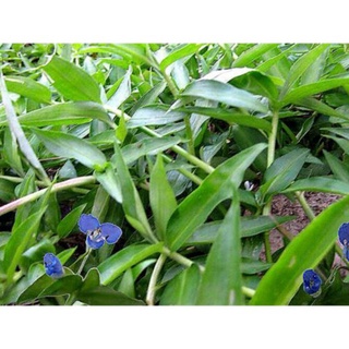 1KG Cây Rau Trai ( Thài Lài ) Tươi