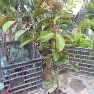 Cây giống vú sữa lò rèn