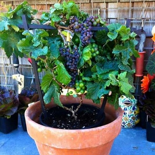 Hạt Giống Nho Lùn Pháp