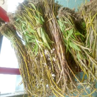 Phong lan ngọc thạch 3 màu