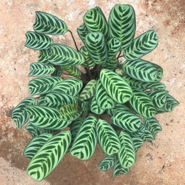 Chậu cứng Chậu đuôi công Bruble Marxii - chậu to