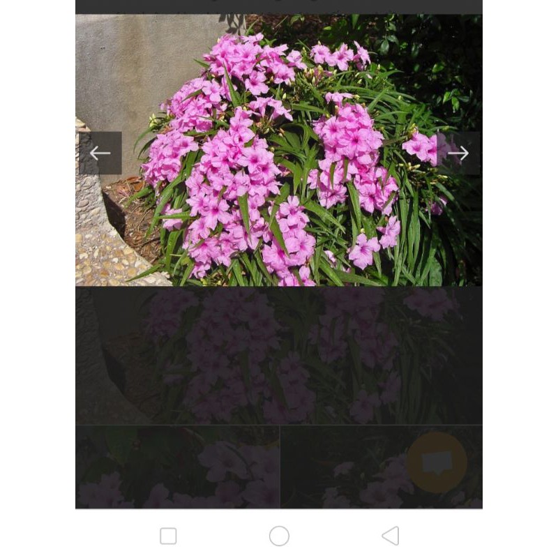 Cây giống chiều tím hồng