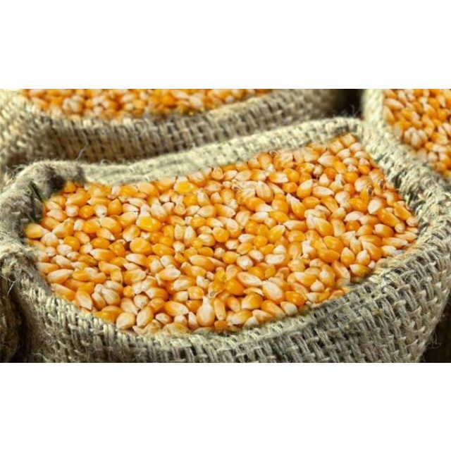 ngô hạt sấy khô ( bắp sấy khô) bắp ngô làm thức ăn cho gà, vịt, cá