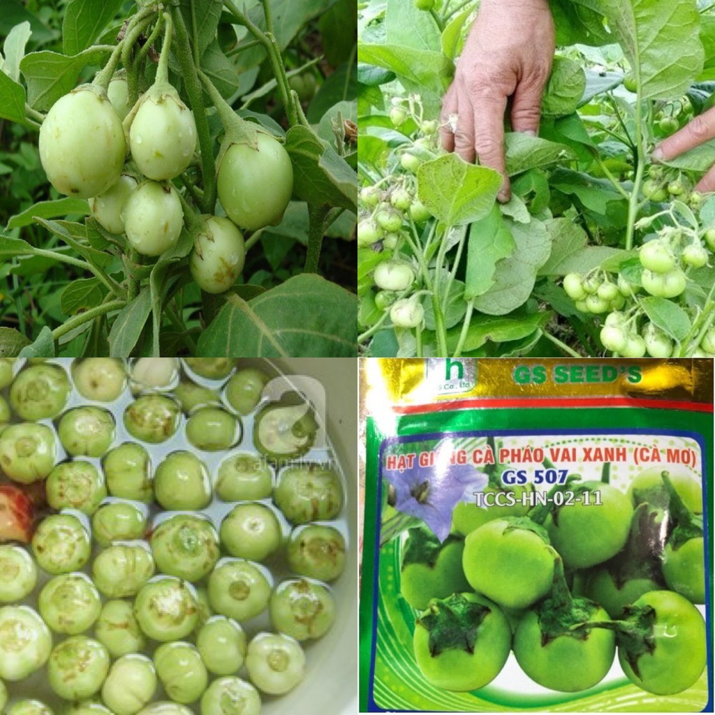 HẠT GIỐNG CÀ PHÁO XANH
