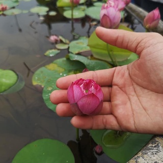 Hạt Giống Hoa Sen Mini Nhật