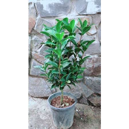 Cây Trà My Hàng Hoa Đẹp