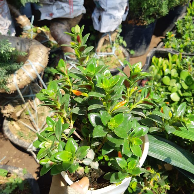 Cây cá vàng CHẬU TREO