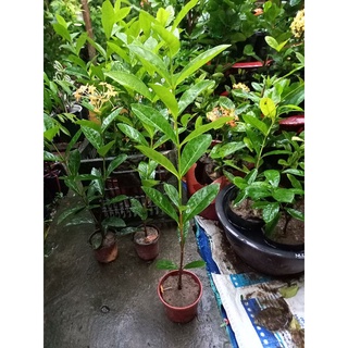 Mẫu đơn mỹ vàng nghệ