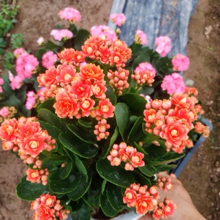 Com bo hoa sống đời , lan chi