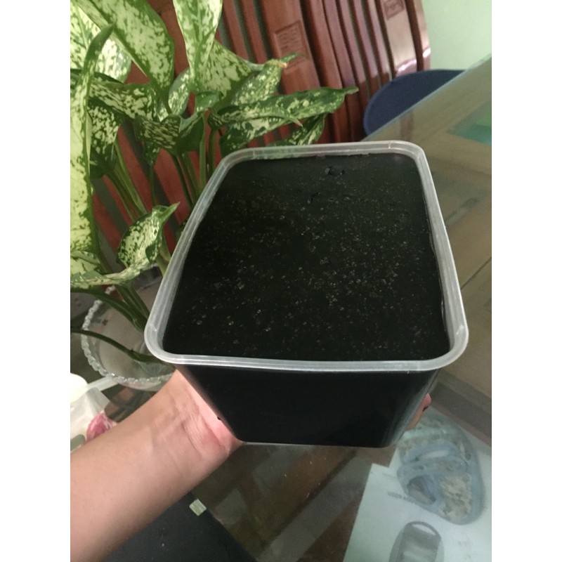 Bột sương sáo Xuất khẩu 1kg