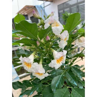 Cây 🌲 Nguyệt  Quế  Thái ... Thân gỗ đang hoa