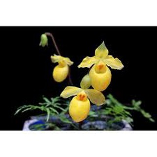 COMBO 5 CÂY GIỐNG lan hài vàng rừng kontum