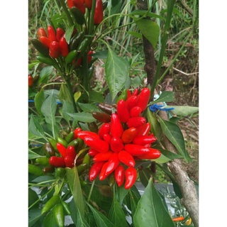 Hạt giống Ớt Etna 15h Hạt giống nhập khẩu