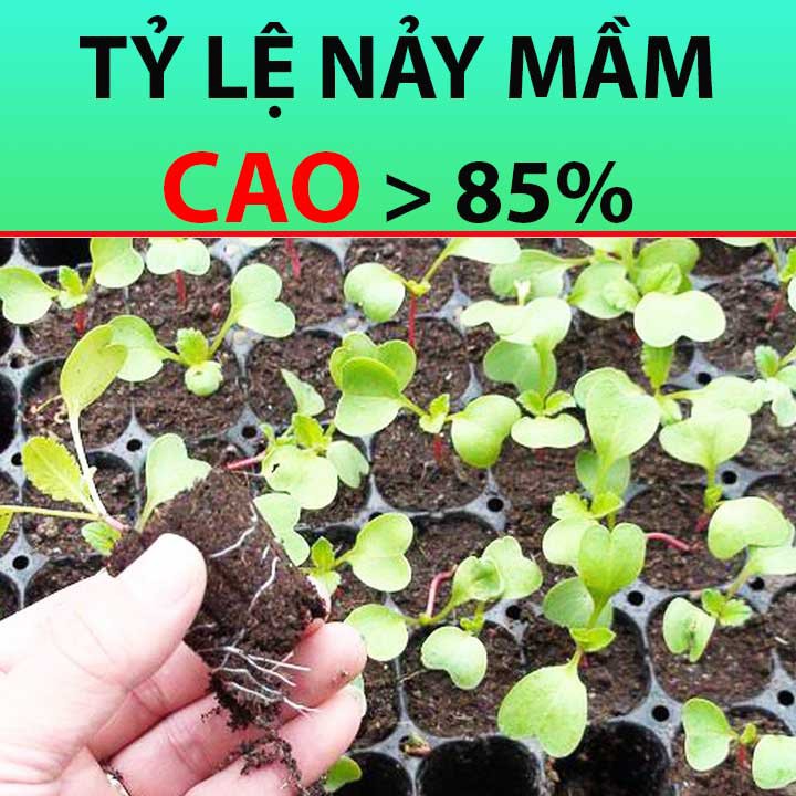 Hạt Giống Củ Cải Mini Đỏ Tròn 1Gr