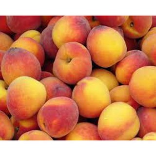 cây giống cây đào bát tiên (đào tiên quả đại)
