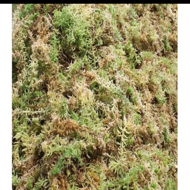 Rêu rừng trồng Lan- gói 100 gam