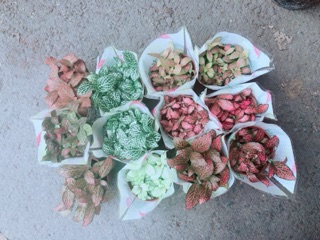 Cây Cẩm Nhung (lá may mắn) 35k/chậu