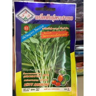 HẠT GIỐNG RAU MUỐNG THÂN TRẮNG THÁI LAN