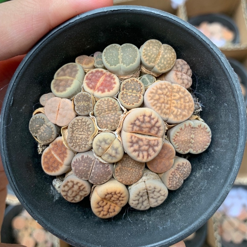 HÀNG MỚI VỀ ! Sen đá Lithops mini - Sen mông / Thạch Lan - Bầu 20-35 cây - Sen đá độc lạ trong nhà