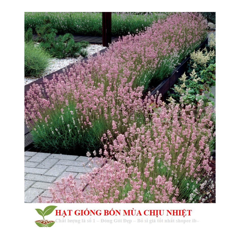 Gói 50 Hạt oải hương nước Ý (Italian Lavender) ĐẾN MÙA TRỒNG TẾT