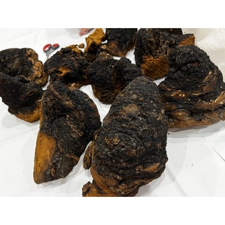 Chaga Siberia - Nga