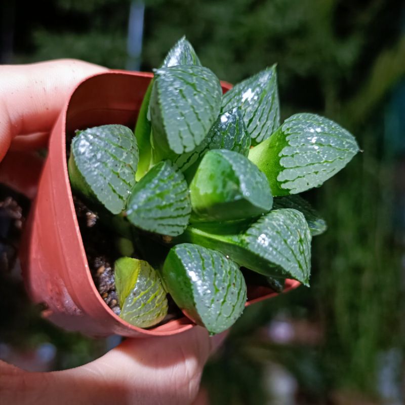 Sale 60%-Sen Đá Haworthia Gót Guốc Vân Xanh.