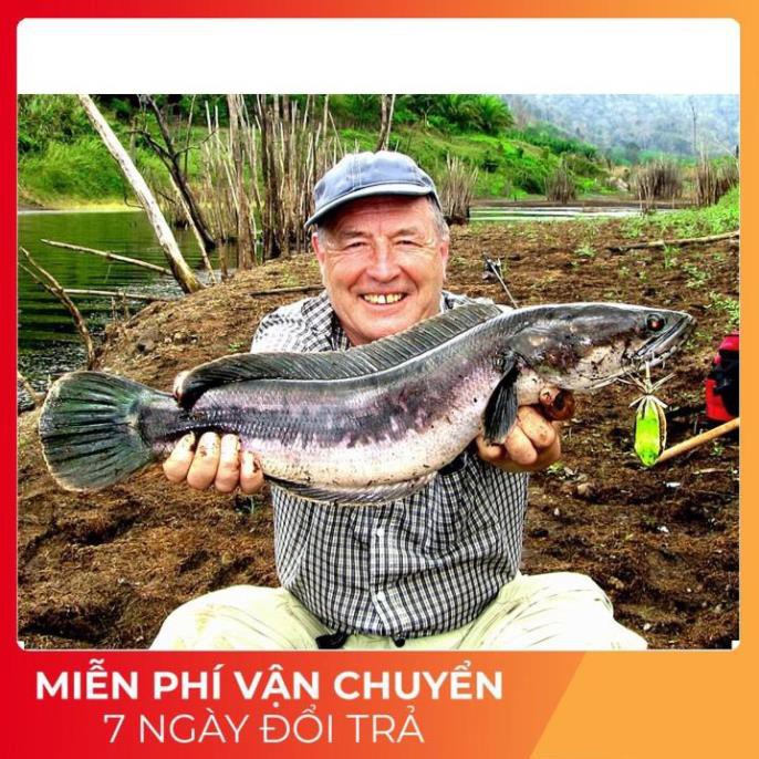 [SIÊU NHẠY] Mồi nhái giả câu cá lóc đồng, cá lóc bông, cá lóc hồ dịch vụ Lotus Frog câu lure cá lóc - Made In Thái Lan