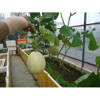 Kho buôn Hạt giống Dưa Lê Siêu ngọt