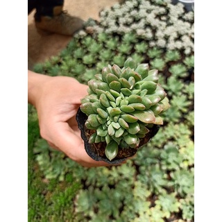 Sen đá các loại sz bầu