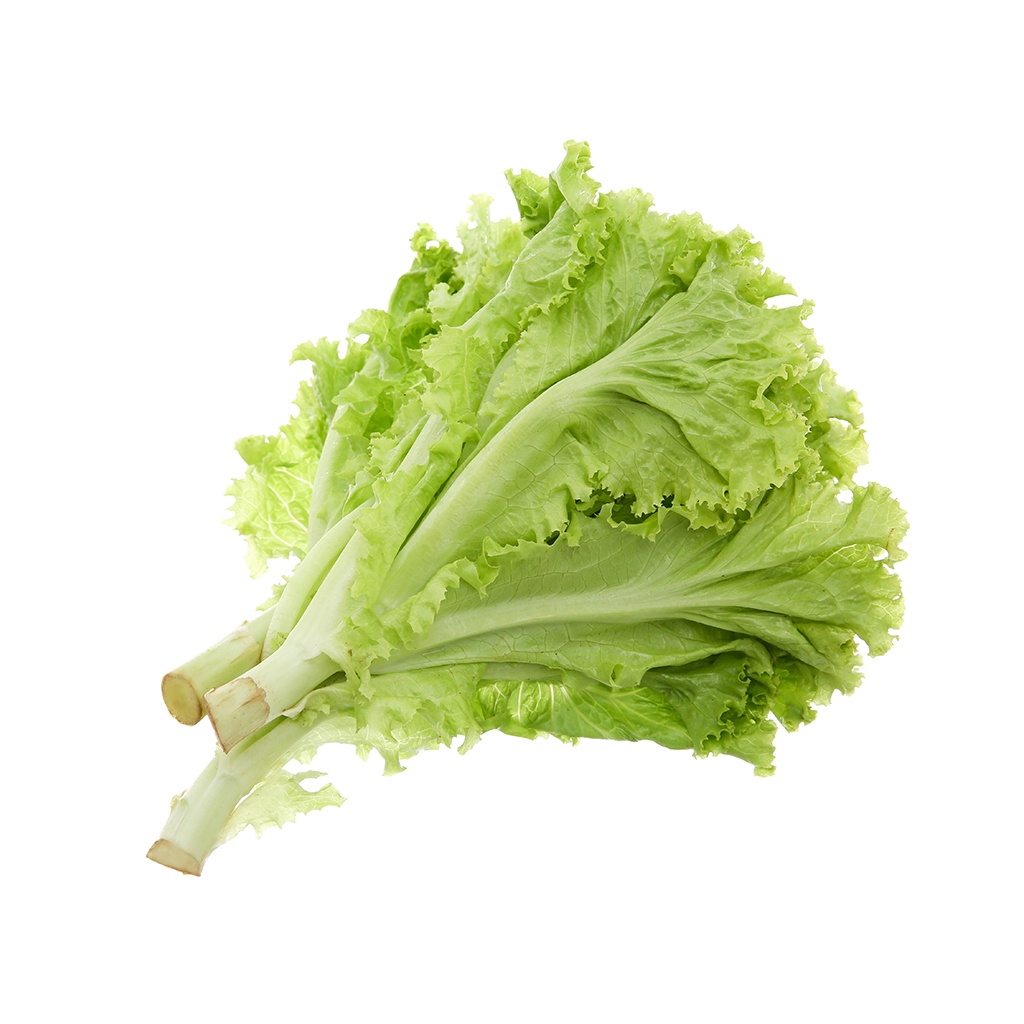 Gói 10 Gram Hạt Giống Xà Lách Xoăn Xanh + Mỡ  Chịu nhiệt tốt kháng bệnh cao Cửa hàng hạt giống tốt 95